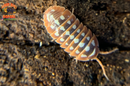 "Montenegro" Adriatic Sea Clown Isopods (Armadillidum klugii) 10 Count