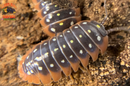 "Montenegro" Adriatic Sea Clown Isopods (Armadillidum klugii) 10 Count