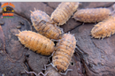 "Orin's Calico" Clean Up Crew Isopods (Porcellio scaber) 10 Count