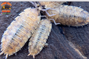 "Orin's Calico" Clean Up Crew Isopods (Porcellio scaber) 10 Count