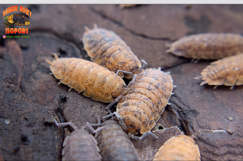 "Orin's Calico" Clean Up Crew Isopods (Porcellio scaber) 10-25 Count