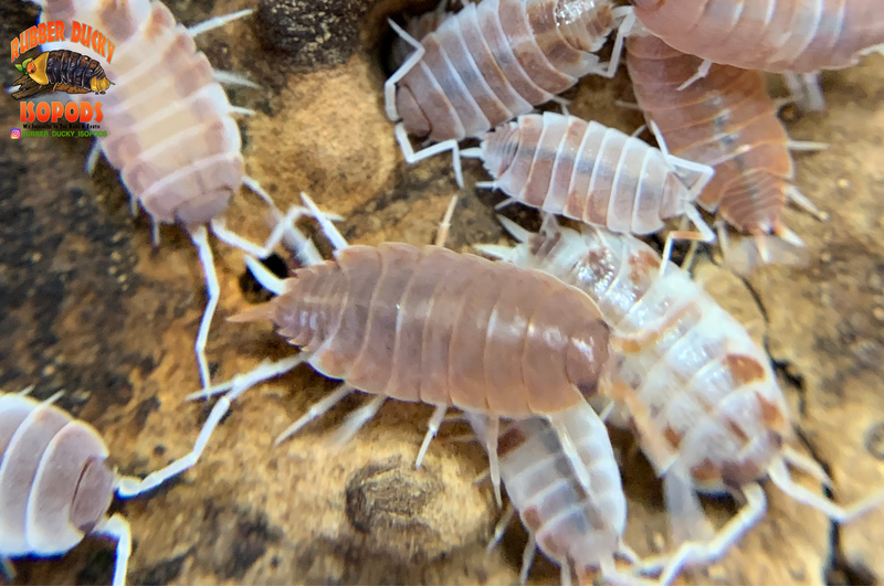 "Orange Cream" Feeder Isopods (Porcellionides pruinosus) 10 Count