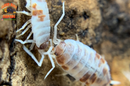 "Orange Cream" Feeder Isopods (Porcellionides pruinosus) 10 Count