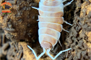 "Orange Cream" Feeder Isopods (Porcellionides pruinosus) 10 Count