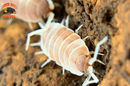 "Orange Cream" Feeder Isopods (Porcellionides pruinosus) 10 Count