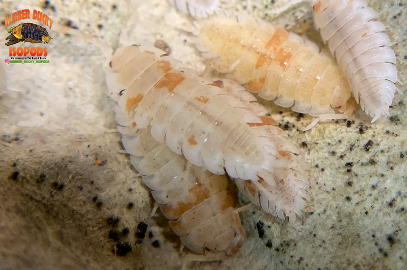 "Orange Dalmatians" Reptile Feeder Isopods (Porcellio scaber) 10 Count