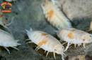 "Orange Dalmatians" Reptile Feeder Isopods (Porcellio scaber) 10 Count