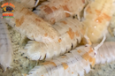 "Orange Dalmatians" Reptile Feeder Isopods (Porcellio scaber) 10 Count