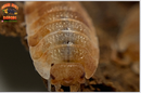"Orange KOI" Gorgeous Coloring Isopods (Porcellio scaber) 10 Count