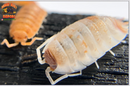 "Orange KOI" Gorgeous Coloring Isopods (Porcellio scaber) 10 Count