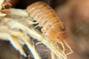 "Orange Vigor" Isopods "Mediterranean" (Armadillidium vulgare) 10 Count
