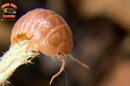"Orange Vigor" Isopods "Mediterranean" (Armadillidium vulgare) 10 Count