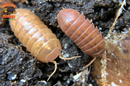 "Orange Vigor" Isopods "Mediterranean" (Armadillidium vulgare) 10 Count