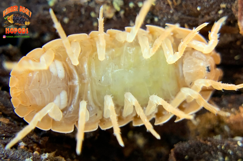 "Orange Vigor" Isopods "Mediterranean" (Armadillidium vulgare) 10 Count