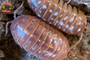 "Orange Werneri" Isopods "Greece Line" (Armadillidium werneri) 10 Count