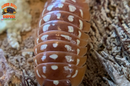 "Orange Werneri" Isopods "Greece Line" (Armadillidium werneri) 10 Count