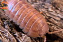 "Orange Werneri" Isopods "Greece Line" (Armadillidium werneri) 10 Count