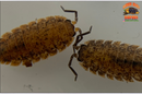"Orin's Calico" Clean Up Crew Isopods (Porcellio scaber) 10 Count