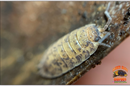 "Orin's Calico" Clean Up Crew Isopods (Porcellio scaber) 10 Count