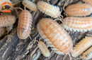 "Peach" PERFECT Beginner Isopods (Armadillidium nasatum) 10 Count