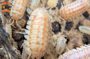 "Peach" PERFECT Beginner Isopods (Armadillidium nasatum) 10 Count