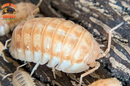 "Peach" PERFECT Beginner Isopods (Armadillidium nasatum) 10 Count