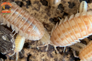 "Peach" PERFECT Beginner Isopods (Armadillidium nasatum) 10 Count