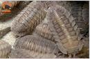 "Peraccae" Easy To Breed Starter Isopods (Armadillidium) 10 Count