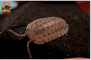 "Peraccae" Easy To Breed Starter Isopods (Armadillidium) 10 Count