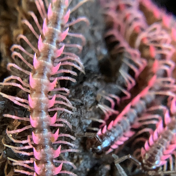 Pink Dragon 