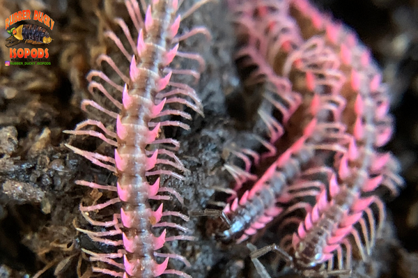 C*O様 Dyckia ‘Pink Millipede’ PinkDragonMillipedes_Desmoxyte