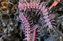 Pink Dragon "Designer" Millipedes (Desmoxytes Planata) 5 Count