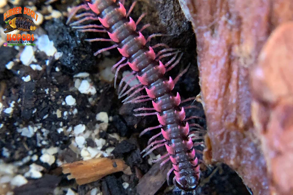 Pink Dragon 