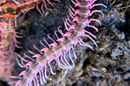 Pink Dragon "Designer" Millipedes (Desmoxytes Planata) 5 Count