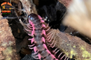 Pink Dragon "Designer" Millipedes (Desmoxytes Planata) 5 Count