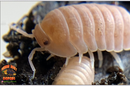 "Papaya" Pretty Soft Pink Isopods (Cubaris murina) 10 Count