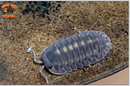 "Platin Tung Song" RARE Designer Isopods (Cubaris sp) 6 Count