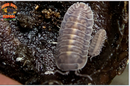 "Platin Tung Song" RARE Designer Isopods (Cubaris sp) 6 Count