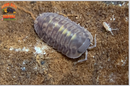 "Platin Tung Song" RARE Designer Isopods (Cubaris sp) 6 Count