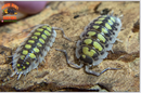 "High Yellow" Bright Designer Isopods (Porcellio haasi) 10 Count