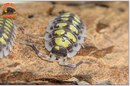 "High Yellow" Bright Designer Isopods (Porcellio haasi) 10 Count