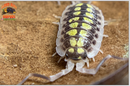 "High Yellow" Bright Designer Isopods (Porcellio haasi) 10 Count