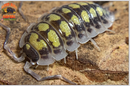 "High Yellow" Bright Designer Isopods (Porcellio haasi) 10 Count