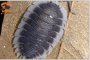 "Werneri" Designer Isopods (Giant Porcellio) 10 Count