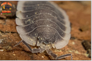 "Werneri" Designer Isopods (Giant Porcellio) 10 Count