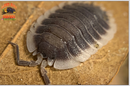 "Werneri" Designer Isopods (Giant Porcellio) 10 Count