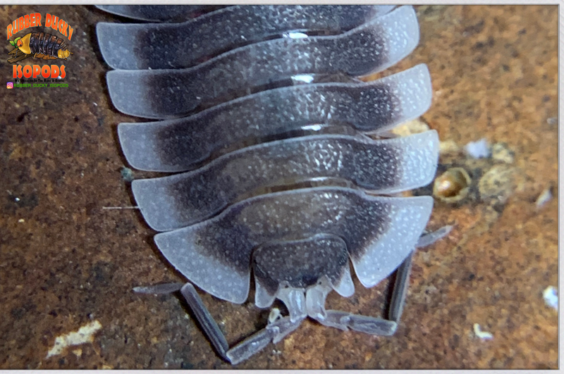 "Werneri" Designer Isopods (Giant Porcellio) 10 Count