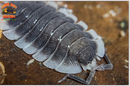 "Werneri" Designer Isopods (Giant Porcellio) 10 Count