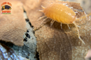 "Powder Orange" Clean Up Crew Isopods (Porcellionides pruinosus) 10 Count