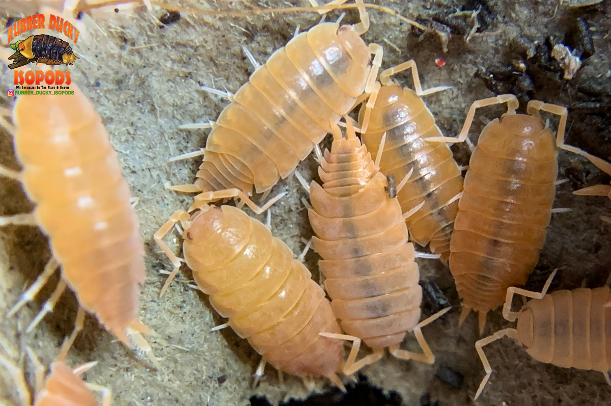 100 Powder Orange Isopods (Porcellionides Pruinosus) – Live Culture, Clean-Up Crew